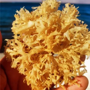 Irish Moss Chondrus Crispus purple Golden from peru-Wolesales in Stock